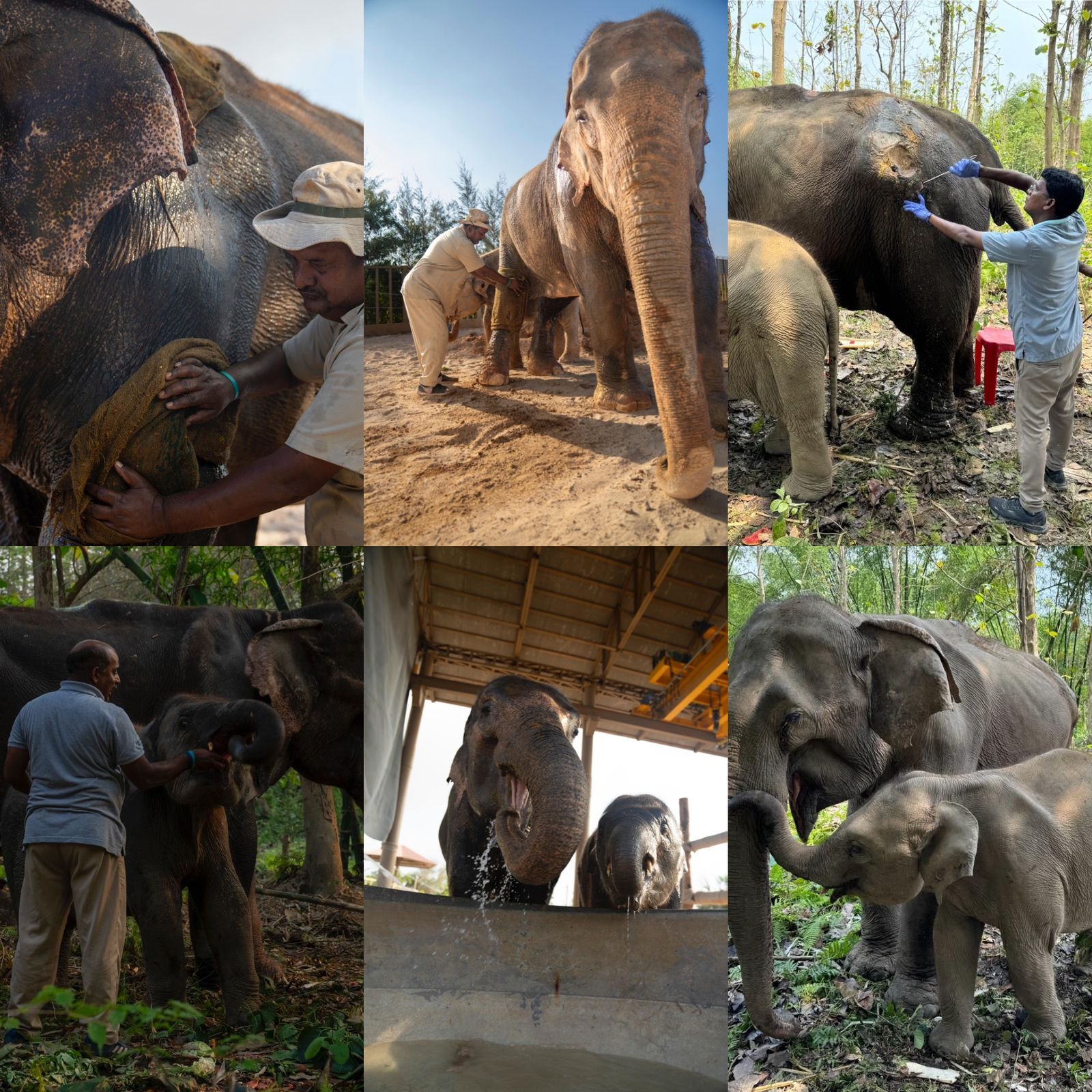 Vantara: Anant Bhai Ambani Beacon of Hope in Wildlife Rescue and Rehabilitation”
